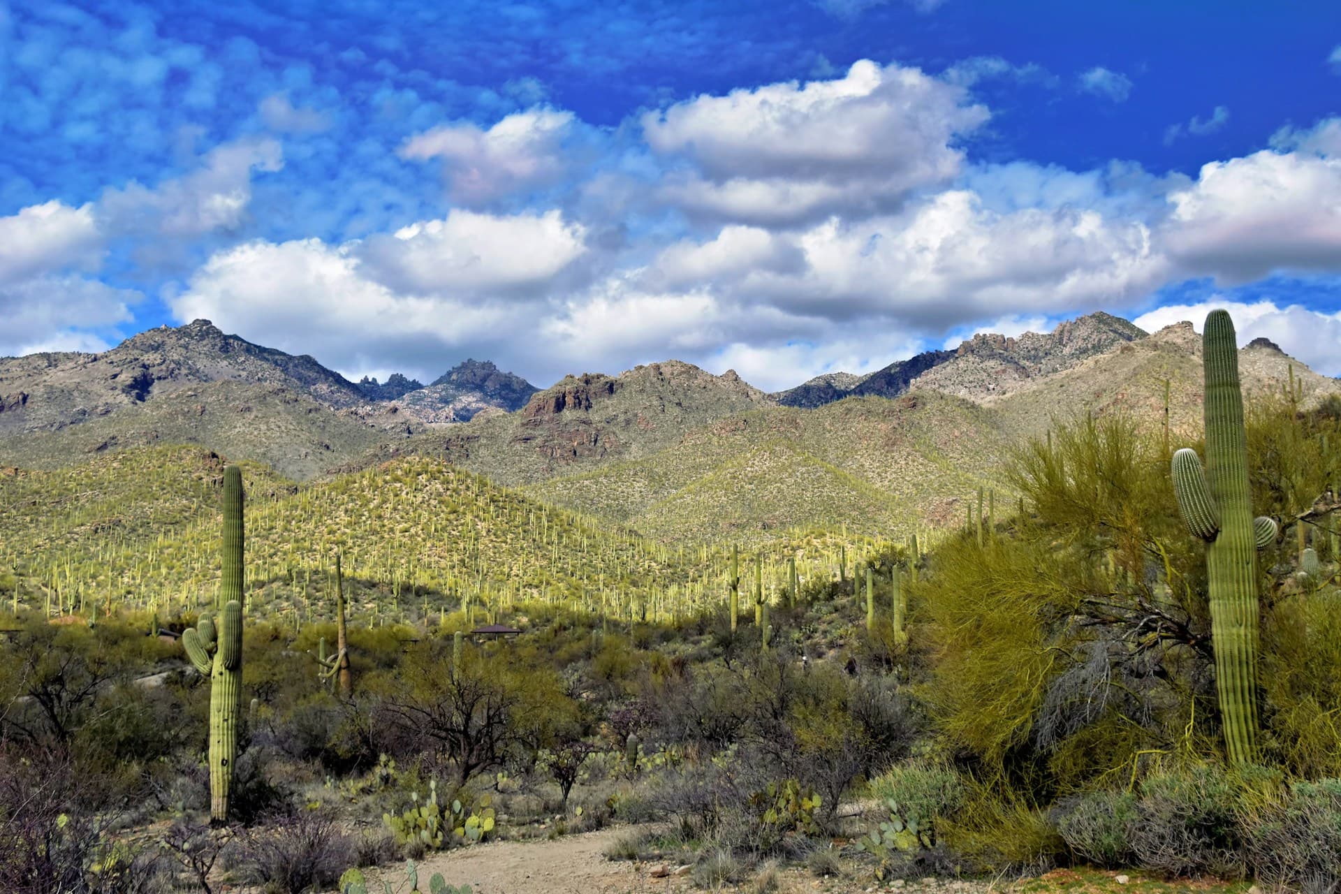 Desert mountain views near Scottsdale, AZ
